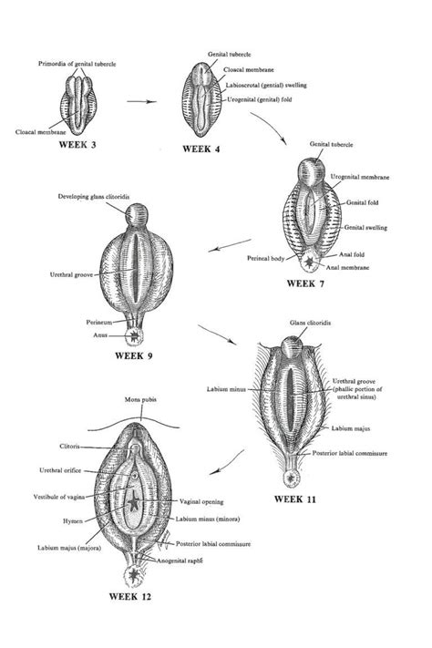 große labia|Schamlippen (Labia minora und Labia majora)